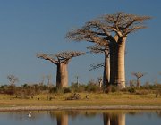 2016 Madagascar 0164