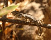 2016 Madagascar 1004