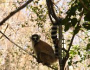 2016 Madagascar 1028