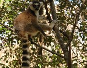 2016 Madagascar 1031