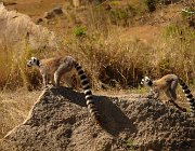 2016 Madagascar 1152