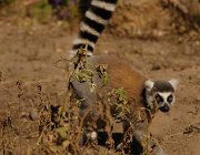 2016 Madagascar 1155