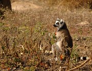 2016 Madagascar 1163