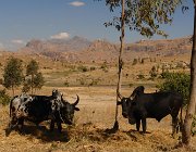 2016 Madagascar 1247