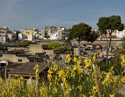 2017 Campania 1473