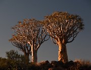 2018 Nambia 0007  Queevertree Forest, gli alberi faretra