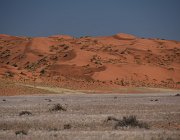 2018 Nambia 0567  Prime tracce del Namib
