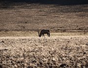 2018 Nambia 0628  Orice solitario