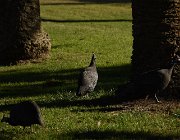 2018 Nambia 1056  Galline di Guinea