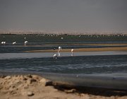 2018 Nambia 1246  Tra le saline di  Walvis bay