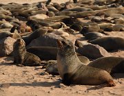 2018 Nambia 1268  Cape Cross, le otarie