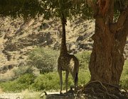 2018 Nambia 1666  Safari nel canyon di Sesfontein