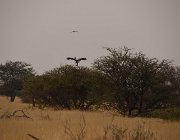 2018 Nambia 2038  Uccello Serpentario