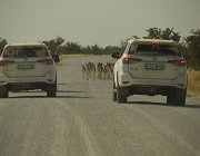 2018 Nambia 2109  In coda.....