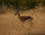 2018 Nambia 2111  Springbok (antilope)