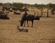 2018 Nambia 2125  Gnu