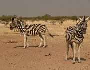 2018 Nambia 2136