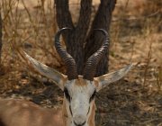 2018 Nambia 2155