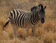 2018 Nambia 2177