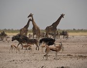2018 Nambia 2205