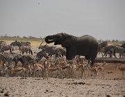 2018 Nambia 2208