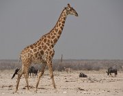 2018 Nambia 2226