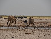 2018 Nambia 2236