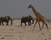 2018 Nambia 2260