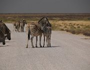 2018 Nambia 2300