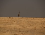 2018 Nambia 2329