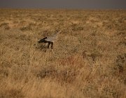 2018 Nambia 2349