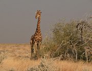 2018 Nambia 2361
