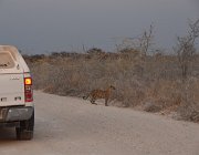 2018 Nambia 2393  Leopardo