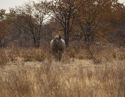 2018 Nambia 2532