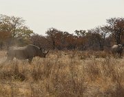2018 Nambia 2537