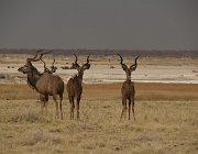2018 Nambia 2555