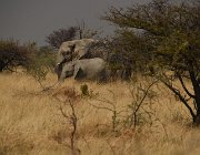 2018 Nambia 2583