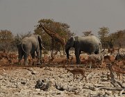 2018 Nambia 2599