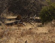 2018 Nambia 2627