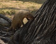 2018 Nambia 2629  Donnole in campeggio