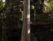 2019 2020 Cambogia 1981