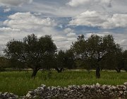 2019 Puglia 1907