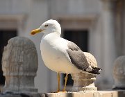 2020 Venezia 0103