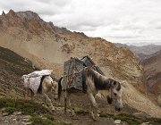 2022 Ladakh 1920