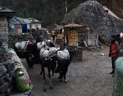 2023 2024 Gokyo 1793