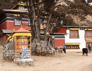 2023 2024 Gokyo 2135