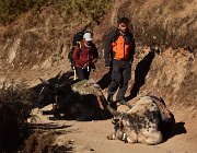 2023 2024 Gokyo 2357