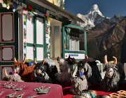 2023 2024 Gokyo 2390