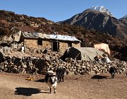 2023 2024 Gokyo 3371