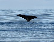 2023 Lofoten 1374